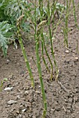 ASPARAGUS,  SPEARS GOING TO SEED