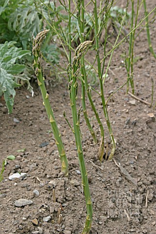 ASPARAGUS__SPEARS_GOING_TO_SEED
