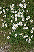 BELLIS PERENNIS,  DAISY INVADING A LAWN