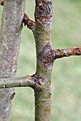 NECTRIA SPP,  APPLE CANKER,  DISEASED BRANCHES