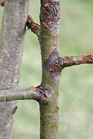 NECTRIA_SPP__APPLE_CANKER__DISEASED_BRANCHES