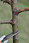 NECTRIA SPP,  APPLE CANKER,  CUT AWAY DISEASED GROWTH