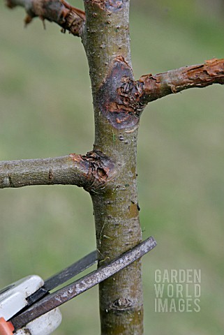 NECTRIA_SPP__APPLE_CANKER__CUT_AWAY_DISEASED_GROWTH