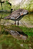 TRINGA TOTANUS,  REDSHANK