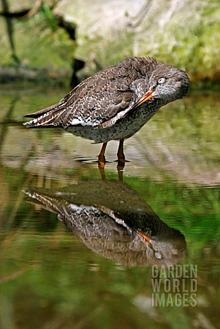 TRINGA_TOTANUS__REDSHANK