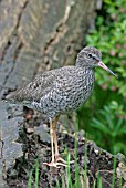 TRINGA TOTANUS,  REDSHANK