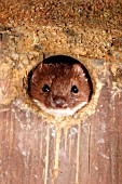 WEASEL,  MUSTELLA NIVALIS,  LOOKING OUT OF BIRDBOX