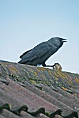 CORVUS MONEDULA,  JACKDAW