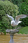 LARUS ARGENTUS,  HERRING GULL