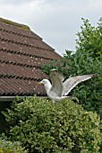 LARUS ARGENTUS,  HERRING GULL