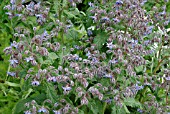 BORAGO OFFICINALIS,  BORAGE