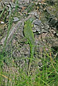 LACERTA VIRIDIS,  GREEN LIZARD