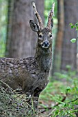 CAPREOLUS CAPREOLUS,  ROE DEER