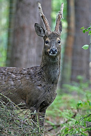 CAPREOLUS_CAPREOLUS__ROE_DEER