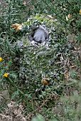 AEGITHALOS CAUDATOS,  LONG TAILED TIT NEST