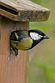 PARUS MAJOR,  GREAT TIT