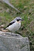 OENANTHE OENANTHE,  WHEATEAR