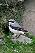 OENANTHE OENANTHE,  WHEATEAR