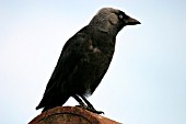 JACKDAW,  ON ROOF,  CORVUS MONEDULA