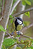 PARUS MAJOR,  GREAT TIT