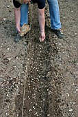 SOWING PEAS,  SPREAD THEM THINLY IN THE DRILL