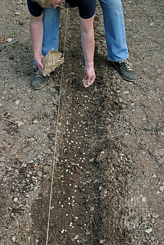 SOWING_PEAS__SPREAD_THEM_THINLY_IN_THE_DRILL