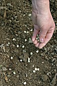 SOWING PEAS,  SPREAD THEM THINLY IN THE DRILL