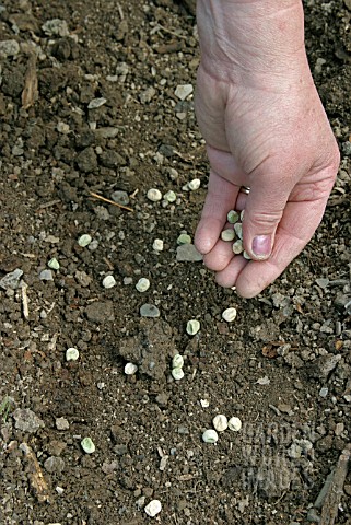 SOWING_PEAS__SPREAD_THEM_THINLY_IN_THE_DRILL