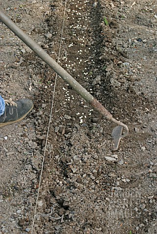 SOWING_PEAS__USING_A_HOE_TO_COVER_THE_SEEDS_WITH_SOIL