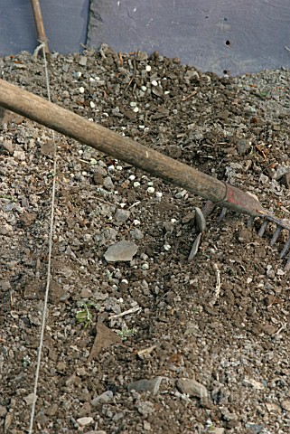 SOWING_PEAS__USE_A_RAKE_TO_COVER_THE_SEEDS_WITH_SOIL