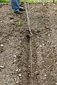 SOWING CARROT SEED,  MAKE A DRILL WITH THE SIDE OF A HOE