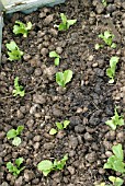 LETTUCE GROWING ON HEAVILY MANURED GROUND