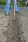 SOWING PEAS,  USE A HOE TO MAKE A SIX INCH WIDE DRILL