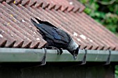 JACKDAW,  ON GUTTER,  CORVUS MONEDULA