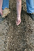 SOWING PEAS,  SPRINKLE THE PEAS INTO THE SIX INCH WIDE DRILL