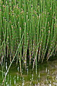 EQUISETUM HYEMALE, WATER HORSETAIL