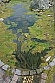 BLANKET WEED GROWS QUICKLY IN SHALLOW NUTRIENT RICH WATER