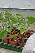 RUNNER BEANS,  START PLANTS UNDER COVER