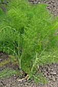 FOENICULUM VULGARE,  FENNEL