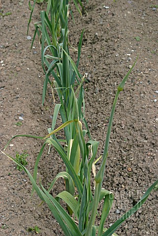 LEEKS_GROWING_IN_A_TRENCH