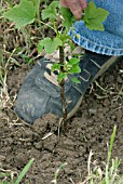 PLANTING BLACKCURRANTS,  STEP 5 FIRM DOWN SOIL WITH FOOT