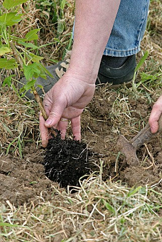 PLANTING_BLACKCURRANTS__STEP_3_DIG_HOLE_AND_INSERT_ROOTED_CUTTING