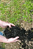 PLANTING BLACKCURRANTS,  STEP 2 GENTLY SEPARATE THE CUTTINGS