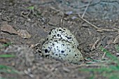 OYSTER CATCHER (HEMATOPUS OSTRALAEGUS) NEST AND EGGS