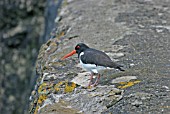 OYSTER CATCHER (HEMATOPUS OSTRALAEGUS) ON ROCK