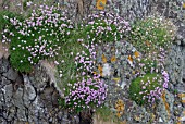 ARMERIA MARITIMA (SEA THRIFT)GROWING ON ROCKS