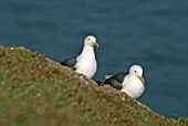 LESSER BLACK BACKED GULL (LARUS FUSCUS) ON CLIFF