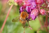 CARDER BEE (BOMBUS PASCUORUM) TAKING NECTAR FROM FLOWER