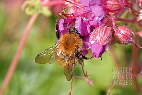 CARDER_BEE_BOMBUS_PASCUORUM_TAKING_NECTAR_FROM_FLOWER