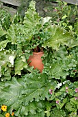 FORCING RHUBARB IN CLAY POT